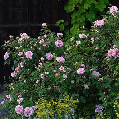 Różowy z ciemniejszą stroną wewnętrzną - Róże pienne - z kwiatami róży angielskiej - korona krzaczasta